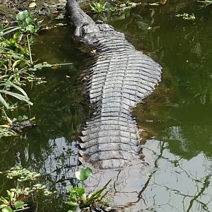 False Gharial (Tomistoma schlegelii)