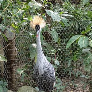 Grey Crowned Crane (Balearica regulorum)