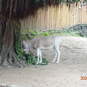 Addax (Addax nasomaculatus)
