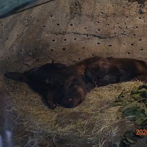 North American Beaver (Castor canadensis)