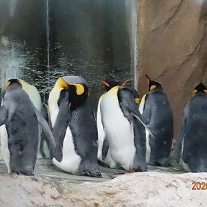 King Penguin (Aptenodytes patagonicus)