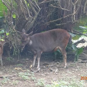 Formosan Sambar Deer (Rusa unicolor swinhoei)