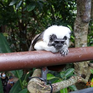 Cotton-top Tamarin (Saguinus oedipus)