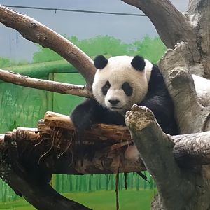 Giant Panda (Ailuropoda melanoleuca)