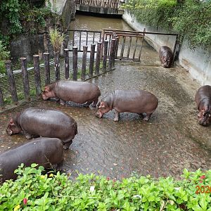 Hippopotamus (Hippopotamus amphibius)