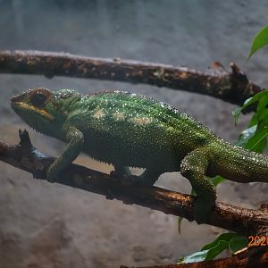 Panther Chameleon (Furcifer pardalis)