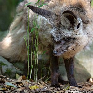 Bat-eared fox : Exmoor Zoo : 16 Sep 2020