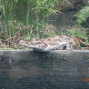 False Gharial (Tomistoma schlegelii)