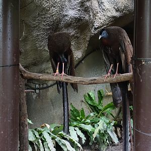 Great Argus (Argusianus argus)