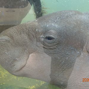 Pygmy Hippopotamus (Choeropsis liberiensis)