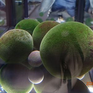 Marimo (Aegagropila linnaei)