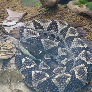 Sharp-nosed Viper (Deinagkistrodon acutus)