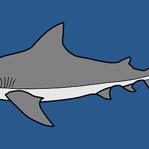 Bull shark (Carcharhinus leucas)