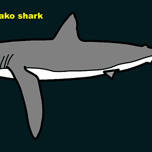 Longfin mako shark (Isurus paucus)