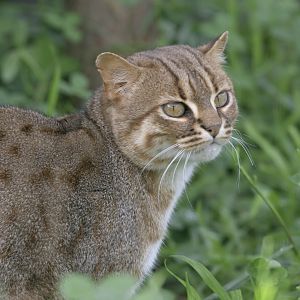 Rusty-spotted cat