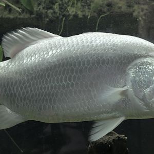 Barramundi