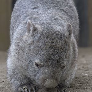 Wombat