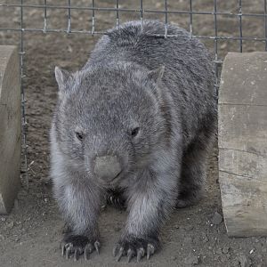 Hamerton patent wombat backscratcher