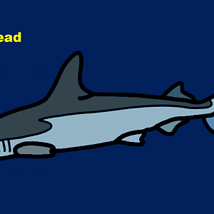 Bonnethead (Sphyrna tiburo)