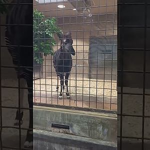 Okapi (Okapia johnstoni)