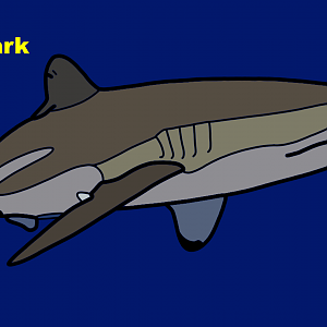 Silky shark (Carcharhinus falciformis)