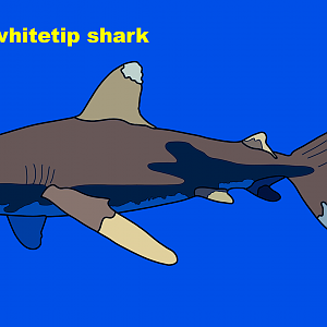 Oceanic whitetip shark (Carcharhinus longimanus)