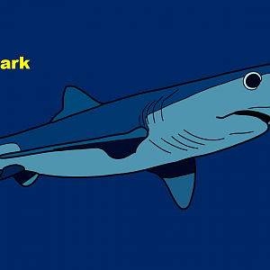 Blue shark (Prionace glauca)