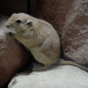 Fat sand rat