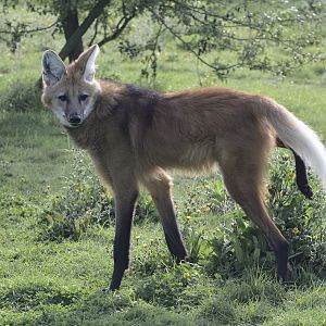 Maned wolf scent marking