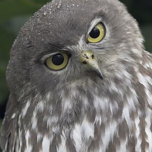 Barking owl