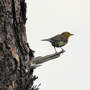 Pine Warbler