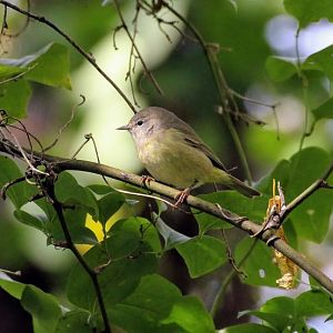 Orange-crowned Warbler