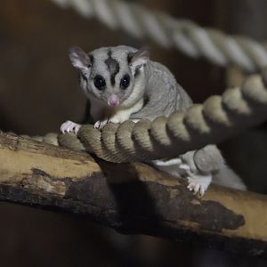 Squirrel glider curious