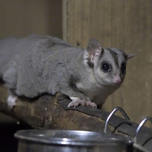 Squirrel glider cautious