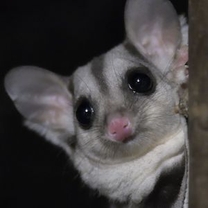 Squirrel glider posing