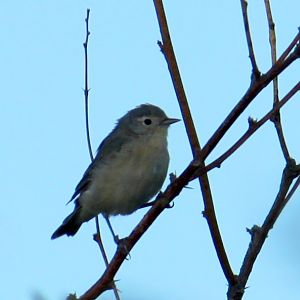 Lucy's Warbler