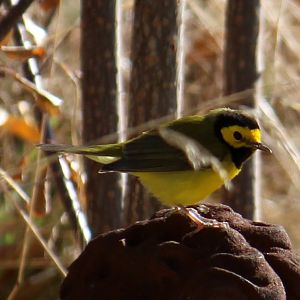 Hooded Warbler