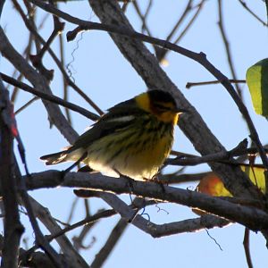 Cape May Warbler