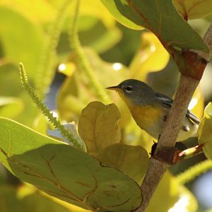 Northern Parula