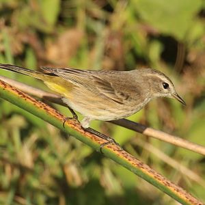 Palm Warbler