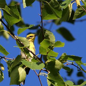 Townsend's Warbler