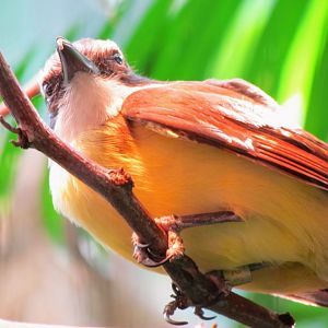 Lesser Kiskadee (2012)