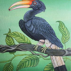 Rhinoceros hornbill