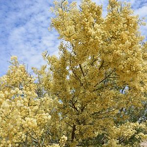 Wattles after rains.