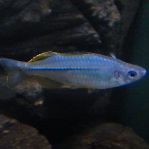 Fish ID