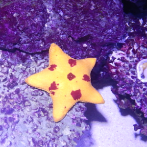 Sea Star ID