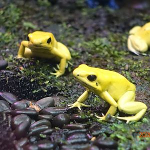 Golden Poison Frog (Phyllobates terribilis)