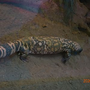 Gila Monster (Heloderma suspectum)