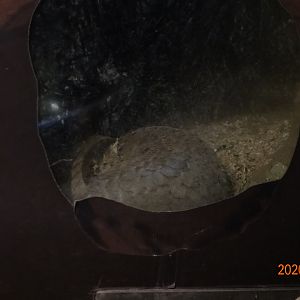 Formosan Pangolin (Manis pentadactyla pentadactyla)