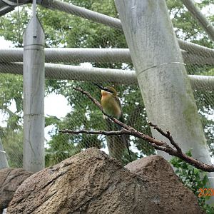 Blue-tailed Bee-eater (Merops philippinus)